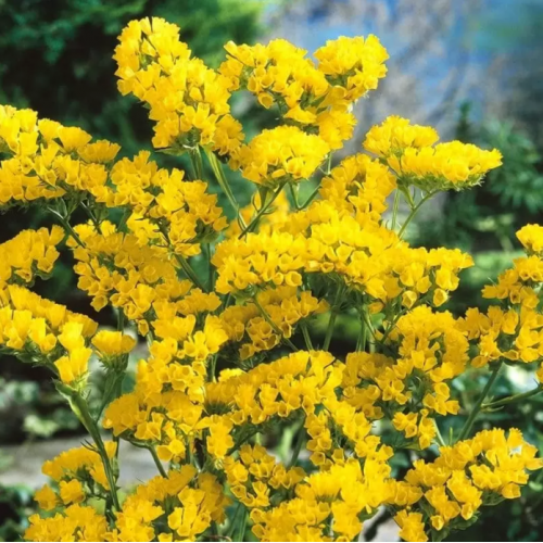 Статиця /Лімоніум/ Кермек Benary Hipster Yellow 1000 нас