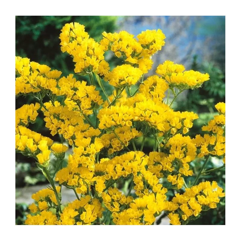 Статиця /Лімоніум/ Кермек Benary Hipster Yellow 1000 нас