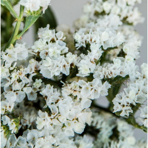 Статиця /Лімоніум/ Кермек Benary Hipster White 1000 нас