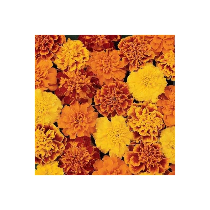 Чорнобривці Професійне насіння Бонанза суміш 20 насінин