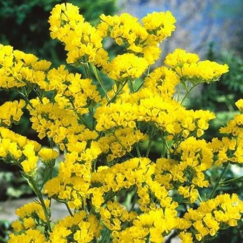 Статиця Професійне насіння Золотий берег 0,1 г