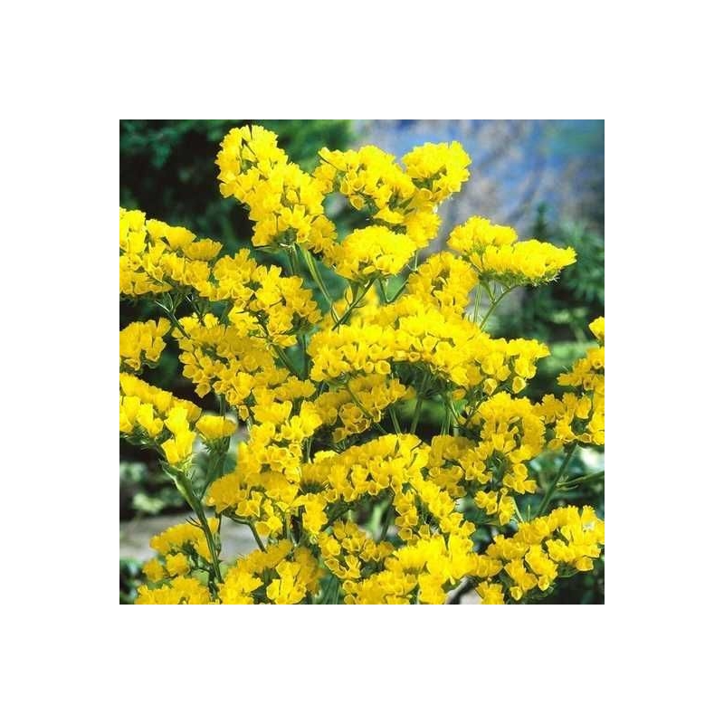 Статиця Професійне насіння Золотий берег 0,1 г