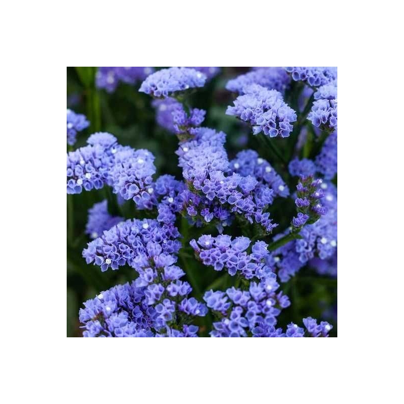 Статиця Професійне насіння Блакитний Обрій 0,3 г