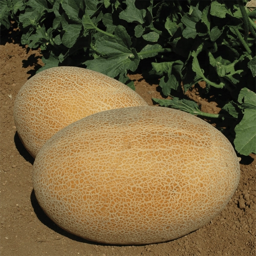 Семена дыни Марадона F1 | Maradona F1 Clause