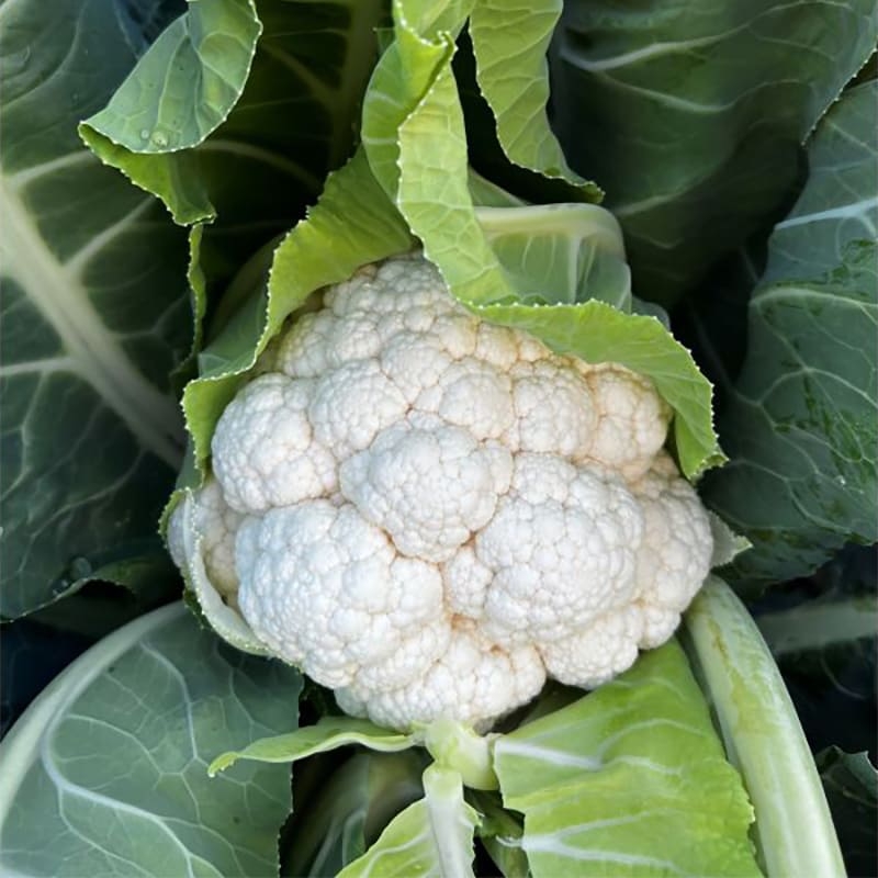 Капуста цвітна Татуїн F1 | Tatuin F1 Syngenta