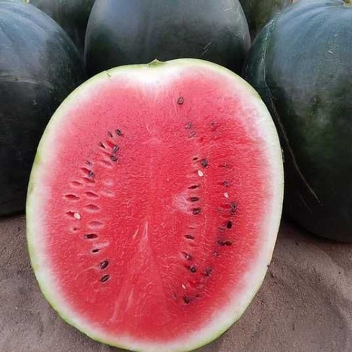 Арбуз Блейки (INX 1748) F1 Иннова Сидс | Innova Seeds