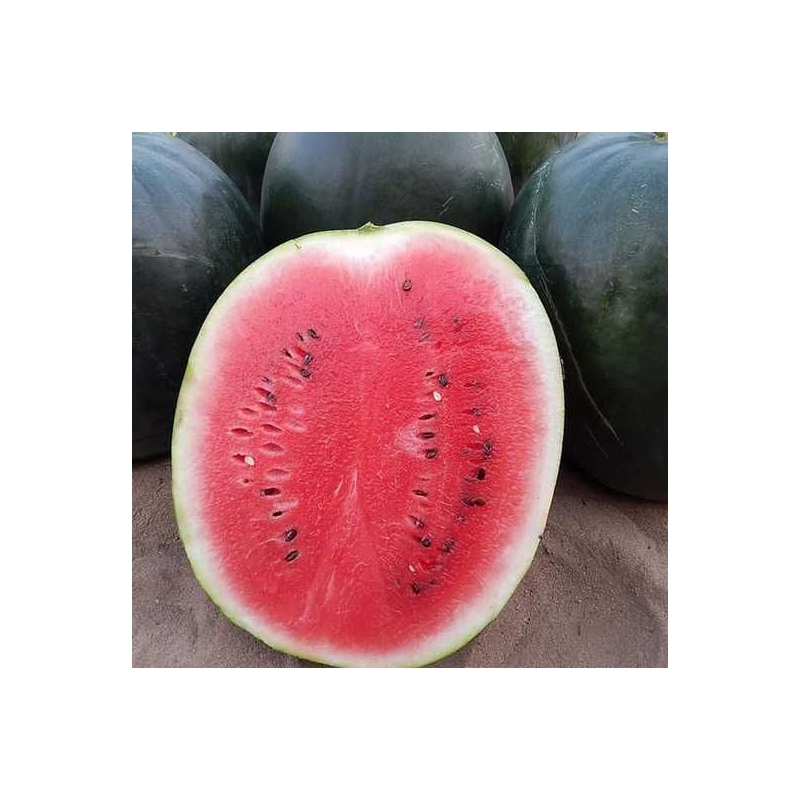 Арбуз Блейки (INX 1748) F1 Иннова Сидс | Innova Seeds