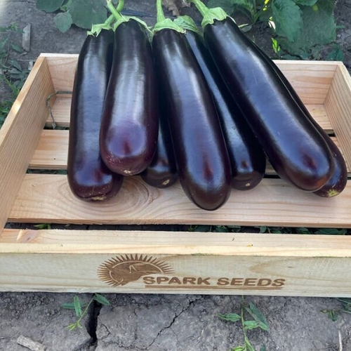 Баклажан Дар F1 | Dar F1 Spark seeds