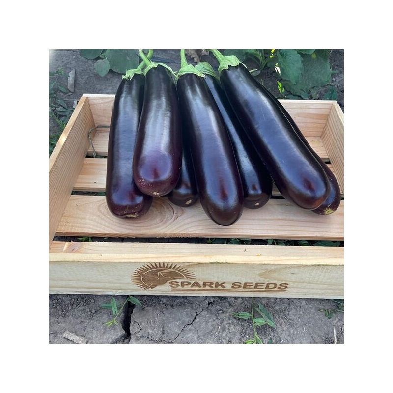 Баклажан Дар F1 | Dar F1 Spark seeds