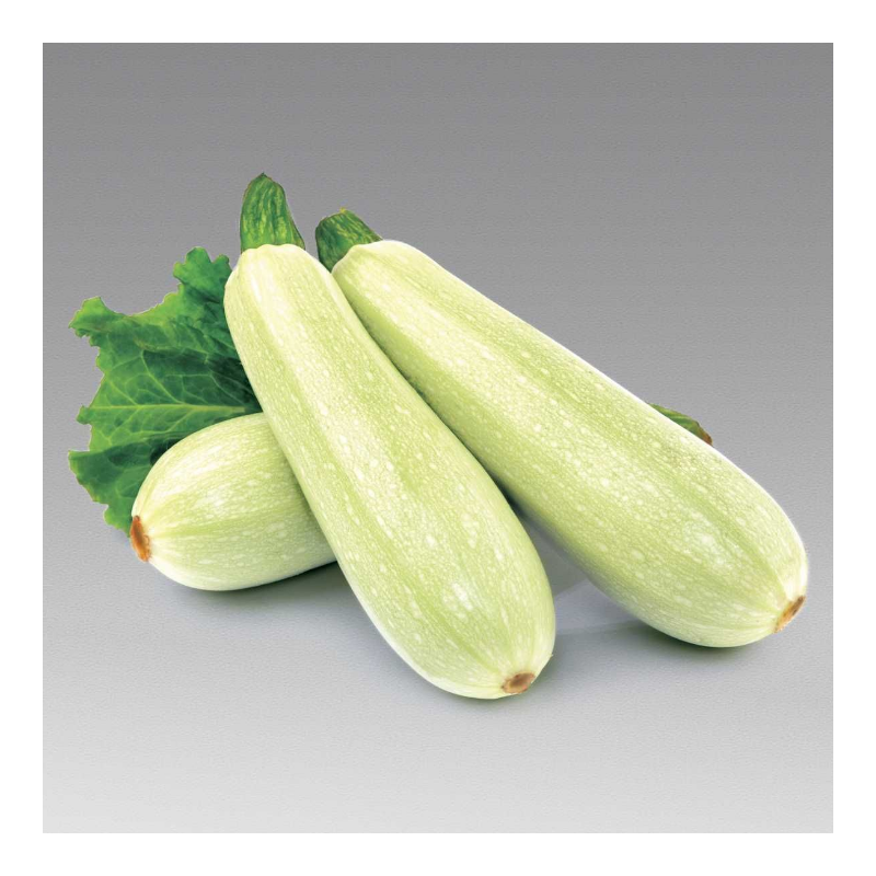 Кабачок Молдова Ленуца F1