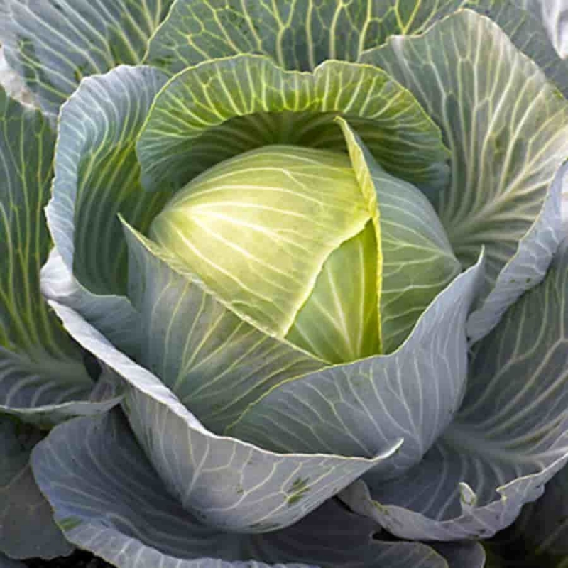 Капуста білоголова Вінчі F1 | Vinci F1 Syngenta