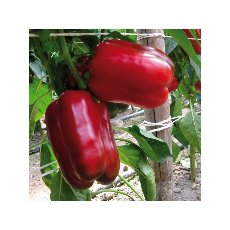 Перец Балта F1 | Balta F1 Syngenta