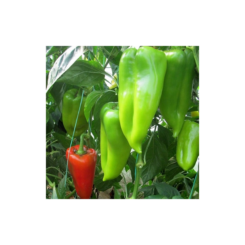 Перець Seminis Аріадні F1 500 нас