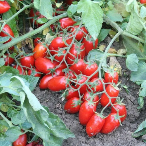 Помідор UG seed Брісколіно черрі 1000 насінин