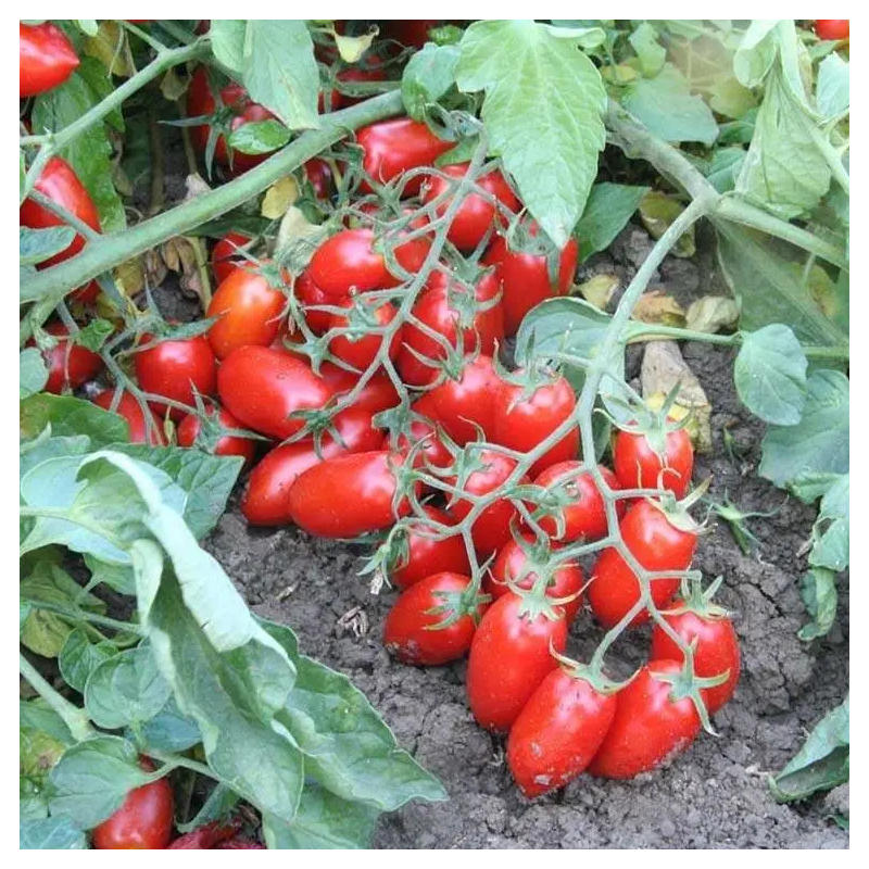 Помідор UG seed Брісколіно черрі 1000 насінин