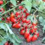 Помідор UG seed Брісколіно черрі 1000 насінин