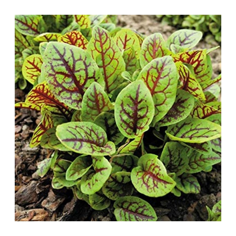 Щавель широколистий Грін Ред Breeding Seeds