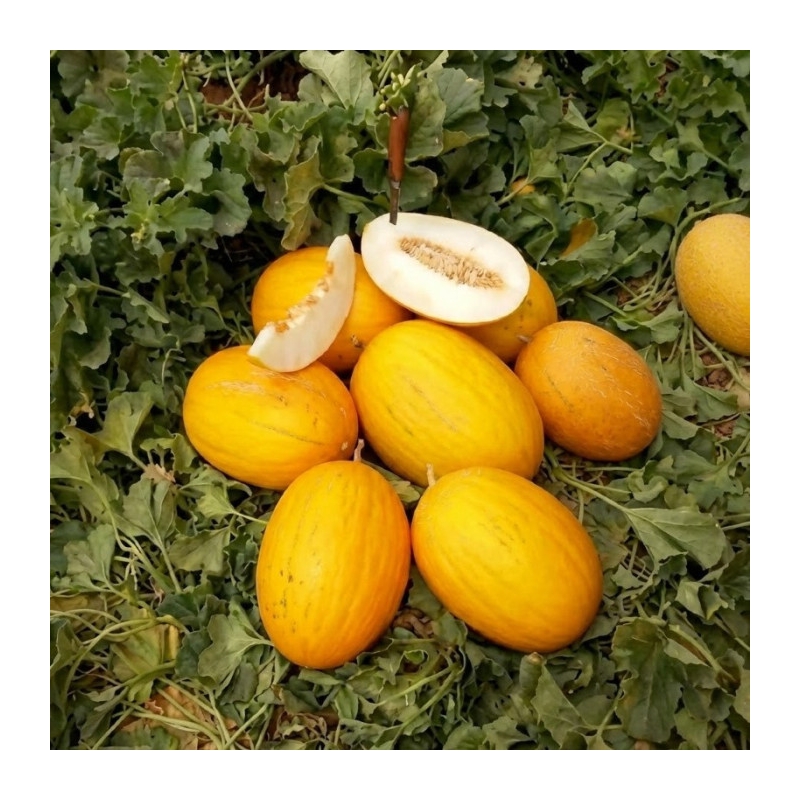 Дыня Каррера F1 | Karrera F1 Spark Seeds