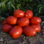Томат Олівенза F1 | Olivenza F1 Clause