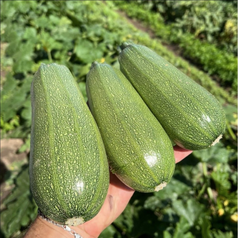 Кабачок Чабела F1 Clause