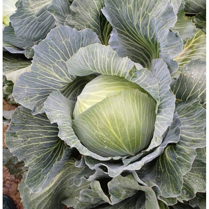 Капуста белокочанная КЕПЛЕР F1 | KEPLER F1 Syngenta