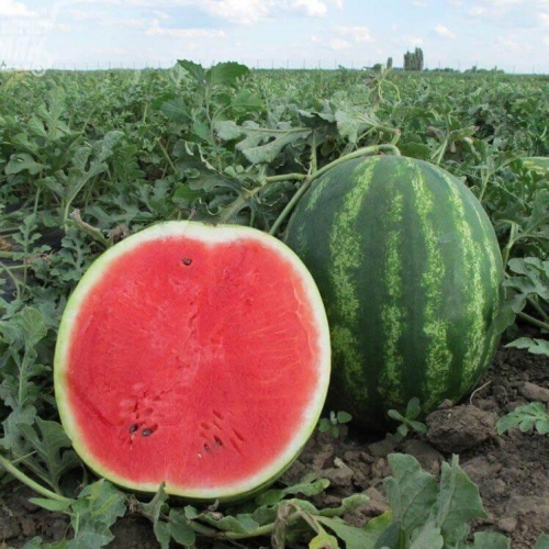 Арбуз Роман F1 Syngenta