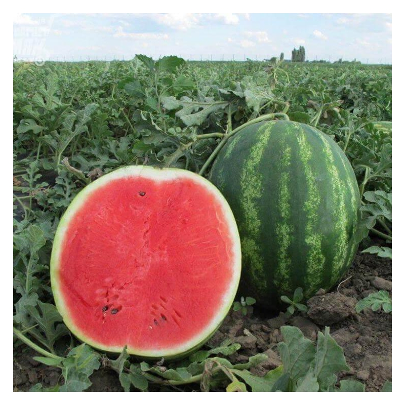 Кавун Роман F1 Syngenta