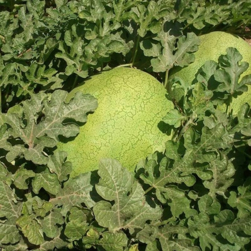 Кавун Елгалі F1 | Elgali F1 Syngenta