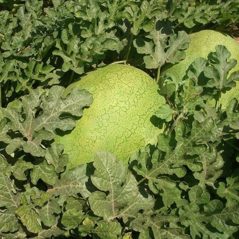 Кавун Елгалі F1 | Elgali F1 Syngenta