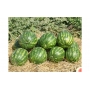 Кавун&nbsp;КС&nbsp;635&nbsp;F1&nbsp;|&nbsp;КС&nbsp;635&nbsp;F1&nbsp;Kitano&nbsp;Seeds