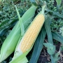Кукуруза Апачи F1 | Apache F1 Spark seeds