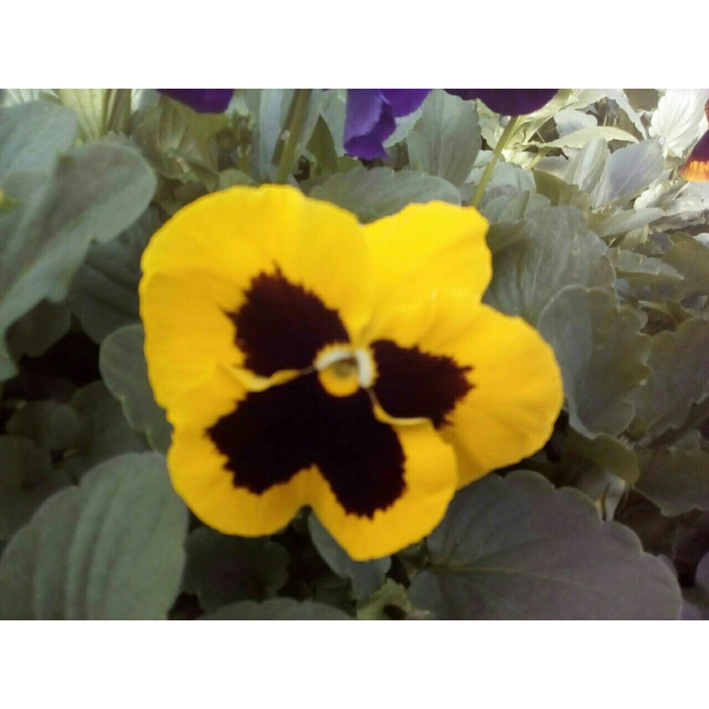 Фиалка Pansy F1 (Viola x wittrockiana) Blotch Mixed Kitano 100 шт