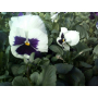 Фиалка Pansy F1 (Viola x wittrockiana) White Blotch Kitano (Фасовка - 500 семян)