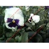 Фиалка Pansy F1 (Viola x wittrockiana) White Blotch Kitano 