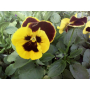 Фиалка Pansy F1 (Viola x wittrockiana) Red Wing Kitano (Фасовка - 500 семян)