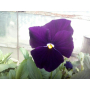 Фиалка Pansy F1 (Viola x wittrockiana) Purple Kitano (Фасовка - 100 семян)