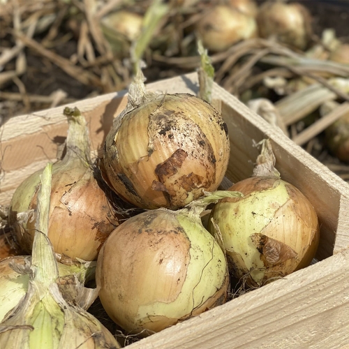Лук озимый Венера F1 | Venera F1 Libra seeds