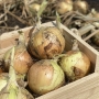 Лук озимый Венера F1 | Venera F1 Libra seeds