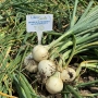Лук Бьянка F1 (Libra Seeds)