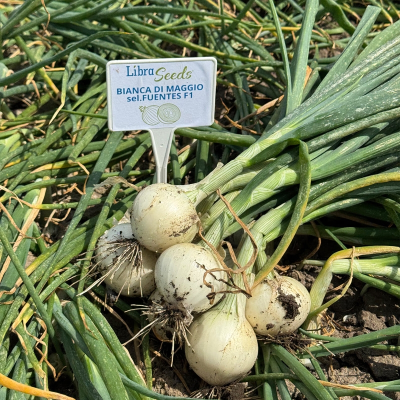Лук Бьянка F1 (Libra Seeds)