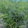 Насіння кропу Марафон Breeding Seeds