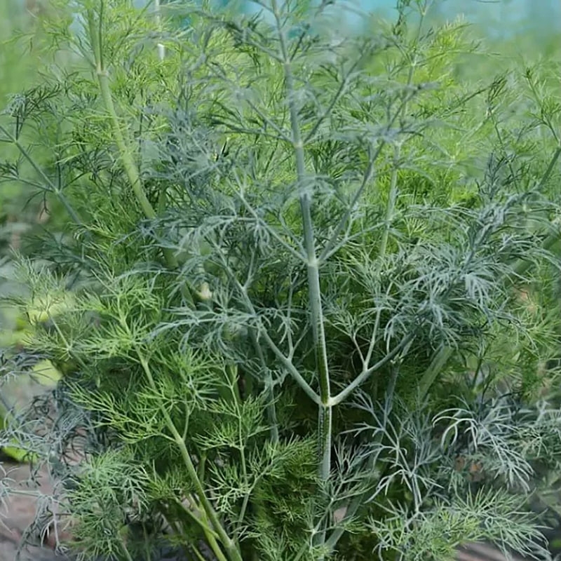 Насіння кропу Марафон Breeding Seeds