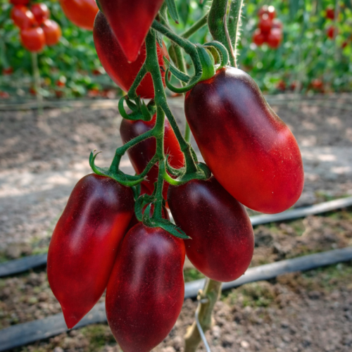 Помідор Гурман Breeding Seeds