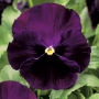 Фиалка Колосус F1 Перпл воз Блотч | Colossus F1 Purple with blotch Syngenta