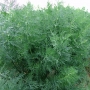 Укроп Мораван Moravo seed