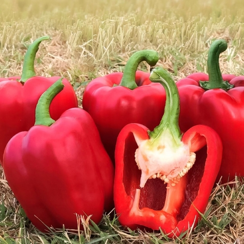 Перец Крымсон Кинг F1 (Crimson King F1) Hazera