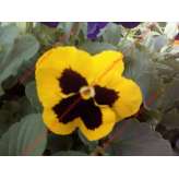Фиалка Pansy F1 (Viola x wittrockiana) Yellow Blotch Kitano 