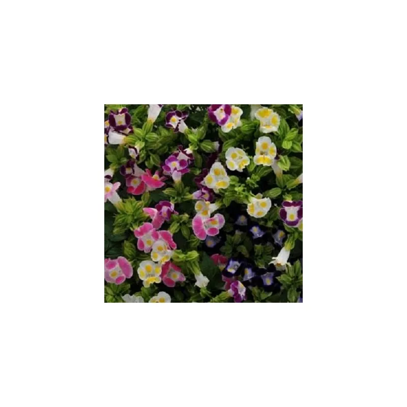 Торения Kauai Mixture Pan American 1000 шт