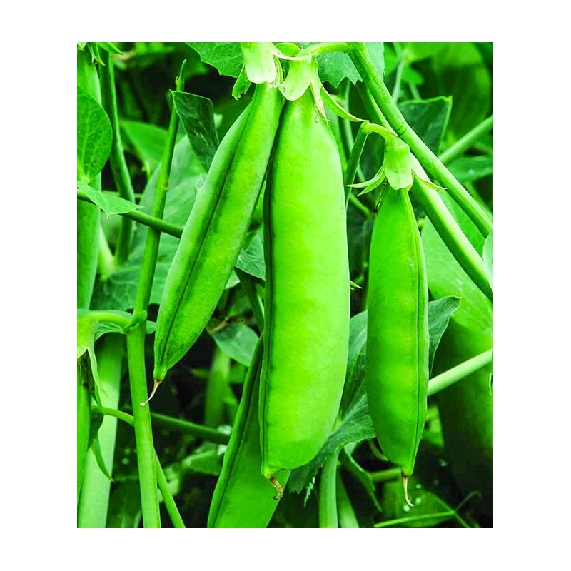 Горох ГРЮНДІ | HRUNDI Syngenta