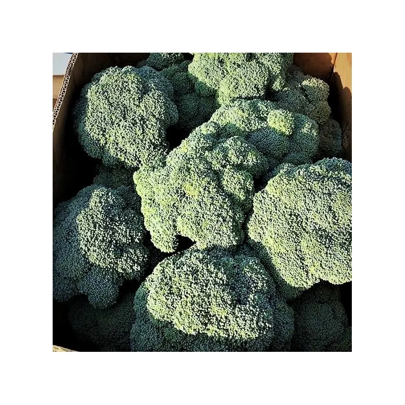 Капуста брокколи КОРРАТО F1 Enza Zaden 2500 шт